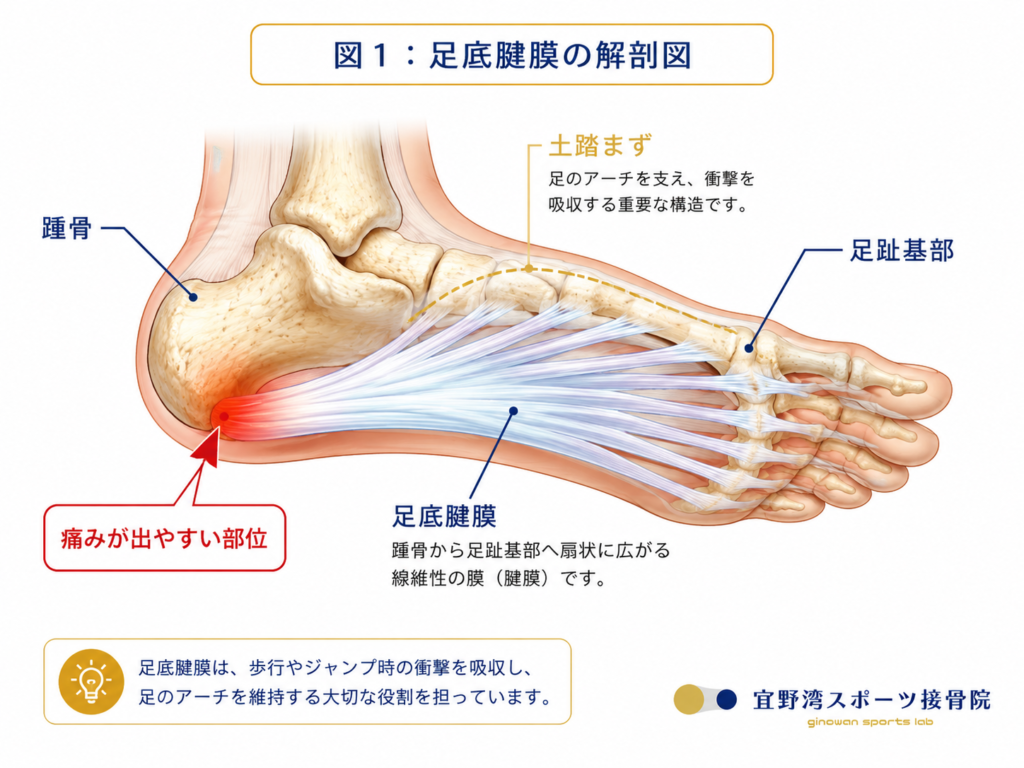 足底腱膜解剖図