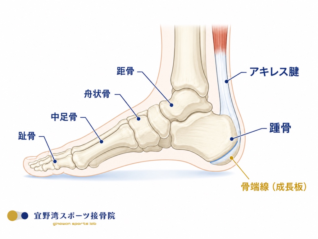 足の骨とアキレス腱、かかとの骨（踵骨）の骨端線（成長板）の位置を示した図